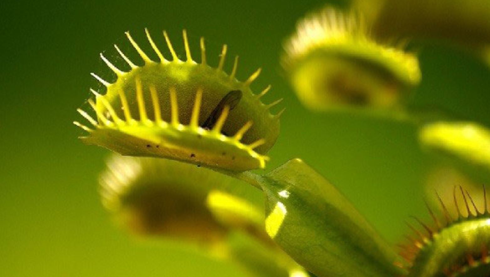 C&acirc;y Bắt Ruồi nổi bật với h&igrave;nh d&aacute;ng độc đ&aacute;o